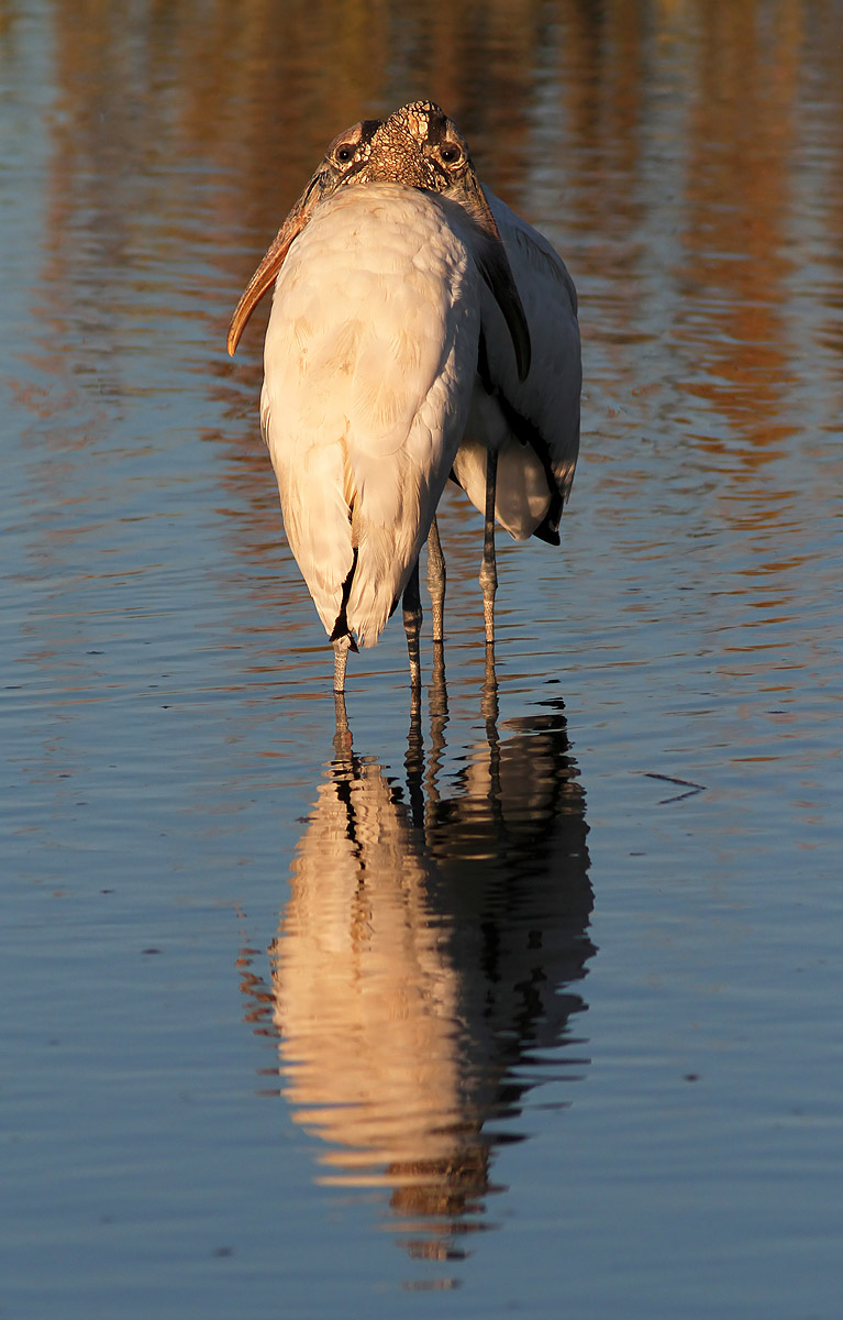 Cuddling Wood Stork Pair 