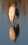 Cuddling Wood Stork&nbsp;Pair