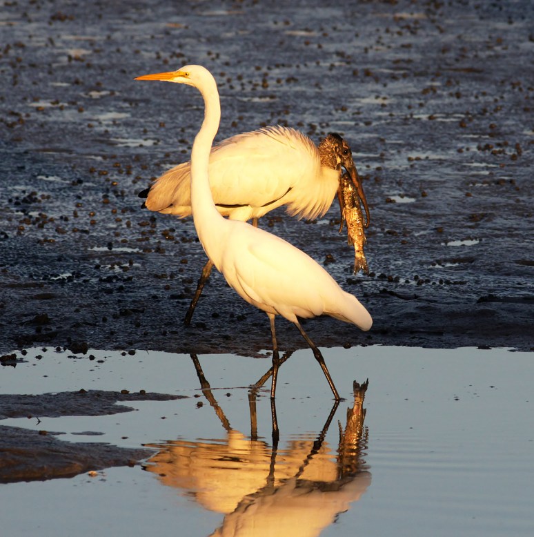 Egret and Wood Stork