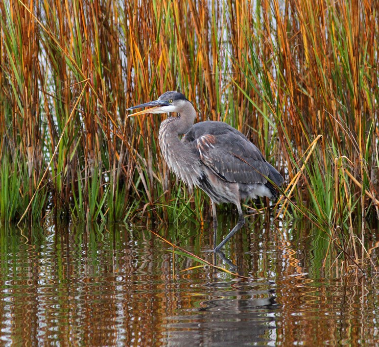 GBH Behavior and Movement 