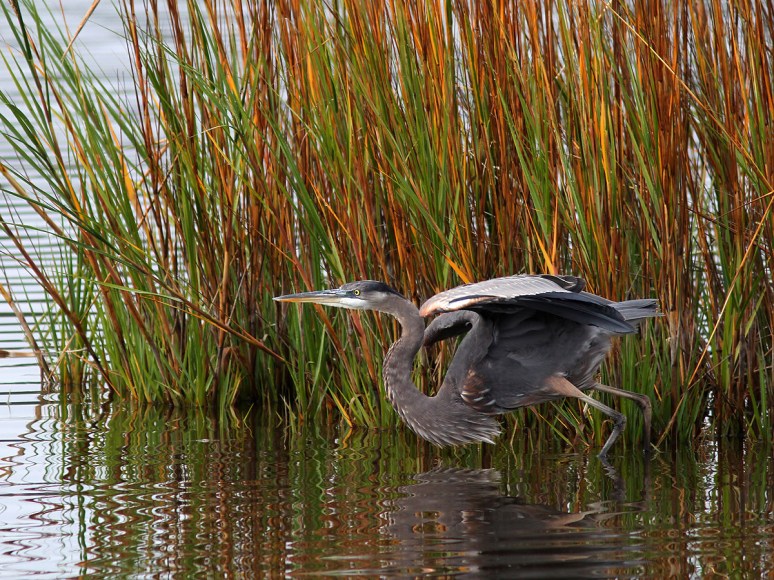 GBH Behavior and Movement 