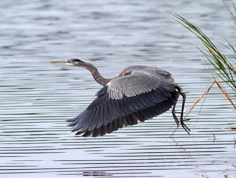 GBH Behavior and Movement 