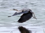 GBH Behavior and&nbsp;Movement