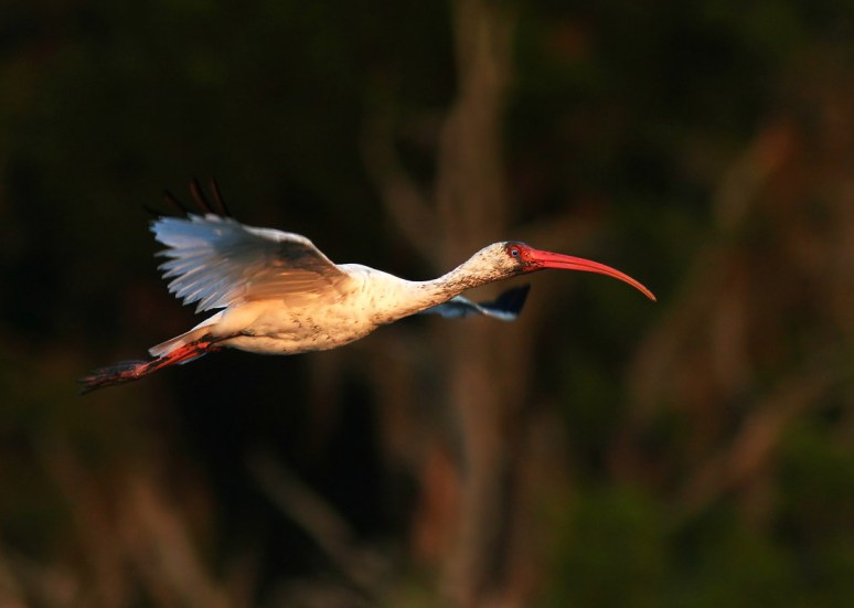 Ibis Evening Flight