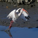 Ibis Jump Off