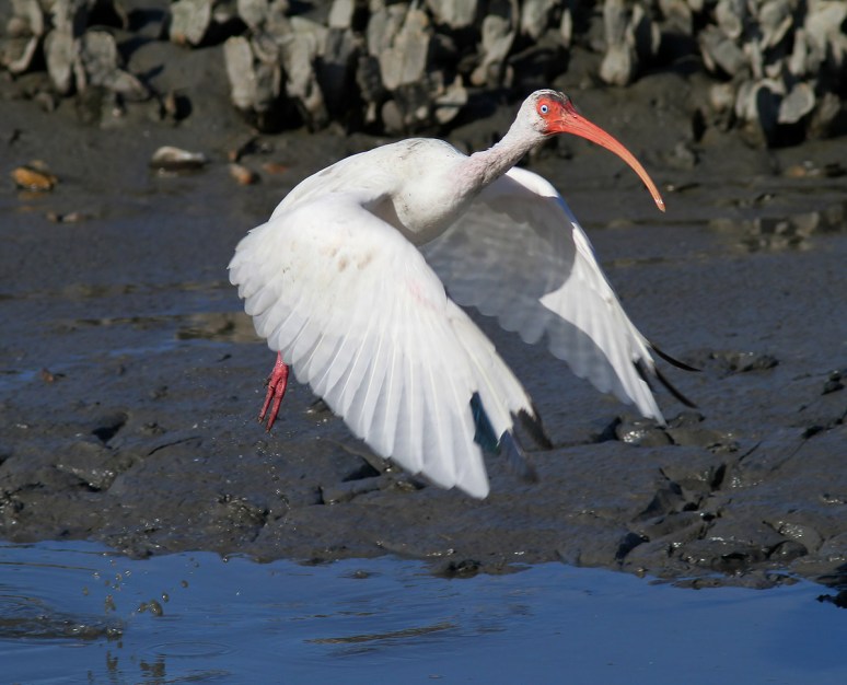Ibis Jump Off