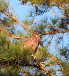 Juvie Bald Eagle Jumps Off From Pine&nbsp;Tree