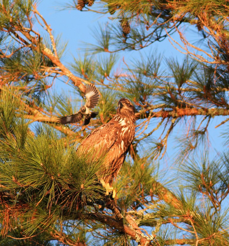 Juvie Bald Eagle Jumps Off From Pine Tree 