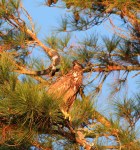 Juvie Bald Eagle Jumps Off From Pine&nbsp;Tree
