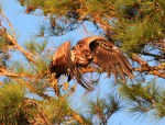 Juvie Bald Eagle Jumps Off From Pine&nbsp;Tree