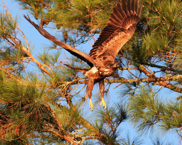 Juvie Bald Eagle Jumps Off From Pine Tree 