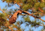 Juvie Bald Eagle Jumps Off From Pine&nbsp;Tree