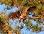 Juvie Bald Eagle Jumps Off From Pine&nbsp;Tree