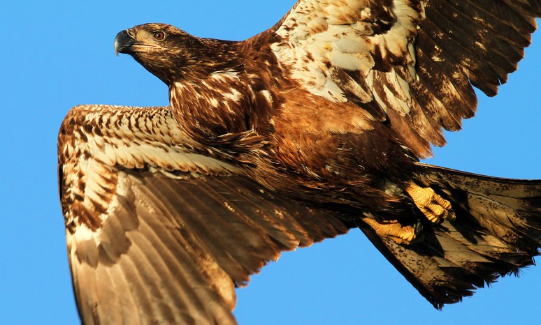 Juvie Bald Eagle Jumps Off From Pine Tree 