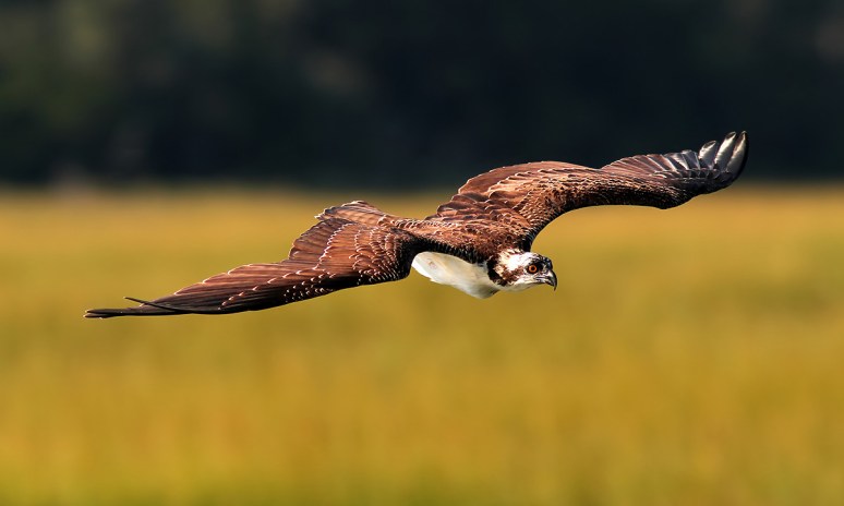 Osprey Flight Over The Salt Marsh