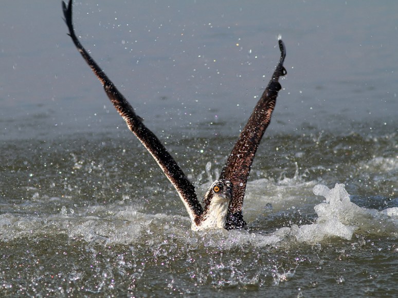 Osprey Wet and Hungry