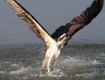 Osprey Wet and&nbsp;Hungry