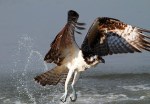 Osprey Wet and&nbsp;Hungry