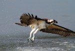 Osprey Wet and&nbsp;Hungry