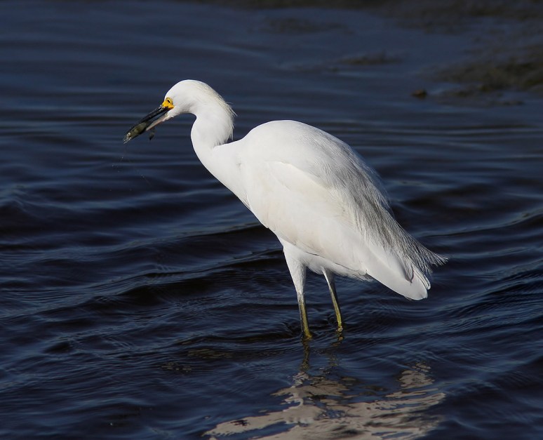 Snowy Egret Seafood Dinner 