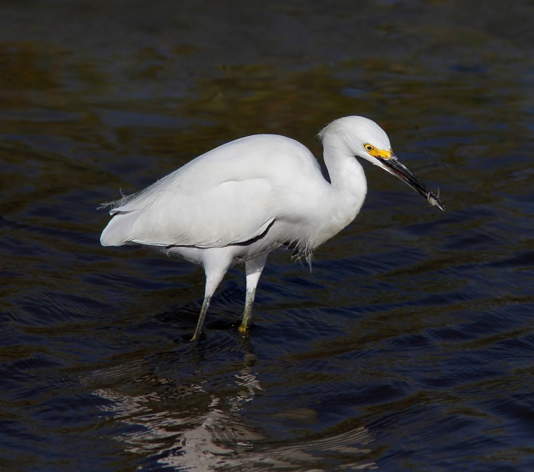 Snowy Egret Seafood Dinner 