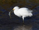 Snowy Egret Seafood&nbsp;Dinner