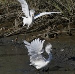Snowy Egrets Argument in the Salt&nbsp;Marsh