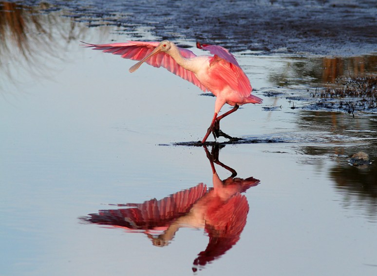 Spoonbill Evening in the Marsh Pond 