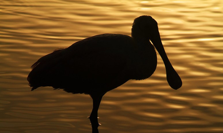 Spoonbill Evening in the Marsh Pond 