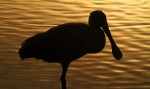 Spoonbill Evening in the Marsh&nbsp;Pond