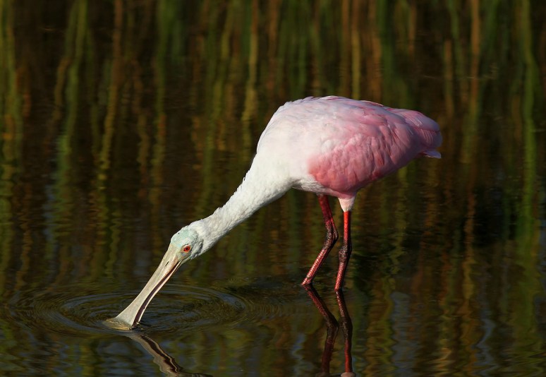 Spoonbill Feeding in the Marsh Pond 