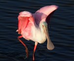 Spoonbill Feeding in the Marsh&nbsp;Pond