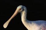 Spoonbill Feeding in the Marsh&nbsp;Pond
