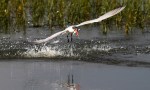Tern Snags a&nbsp;Fish