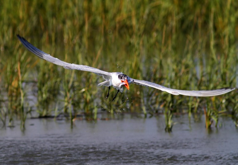 Tern Snags a Fish