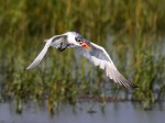 Tern Snags a&nbsp;Fish