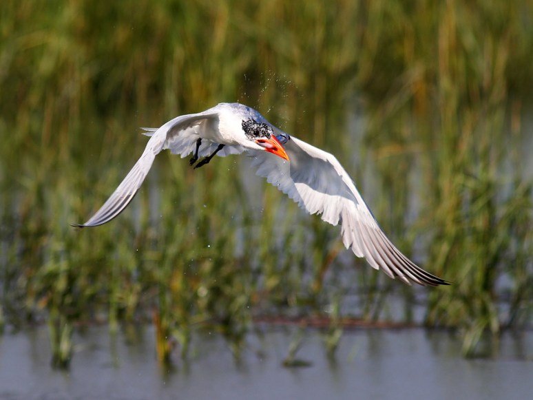 Tern Snags a Fish