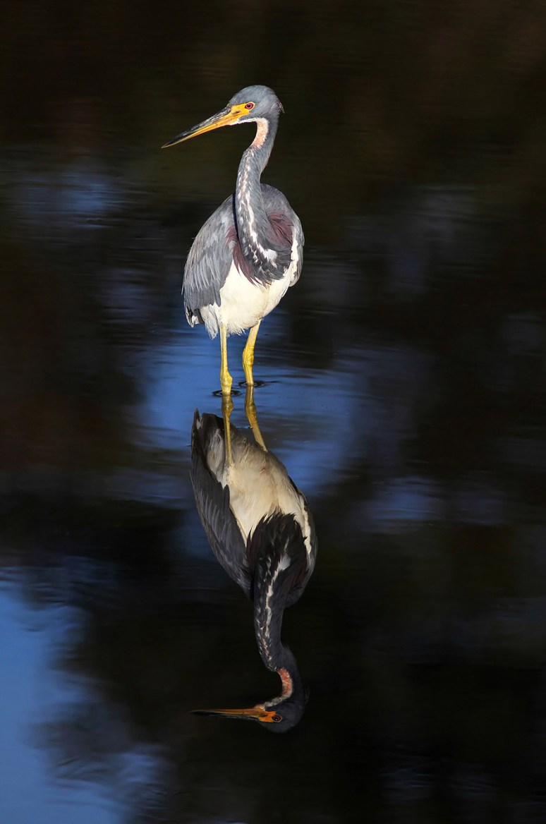 Tricolor Reflection in Marsh