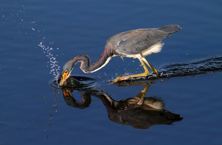 Tricolored Heron Fishing in Marsh Pond 