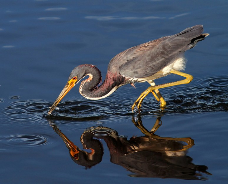 Tricolored Heron Fishing in Marsh Pond 