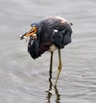 Tricolored Heron Fishing in the Salt&nbsp;Marsh