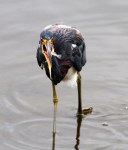 Tricolored Heron Fishing in the Salt&nbsp;Marsh