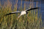 Wood Stork Evening&nbsp;Flight