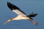 Wood Stork Evening&nbsp;Flight