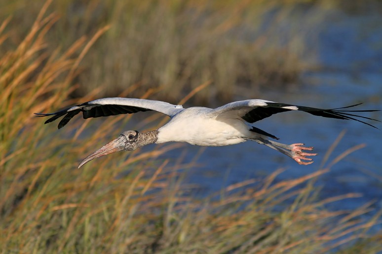 Wood Stork Evening Flight 