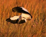 Wood Stork Evening&nbsp;Flight