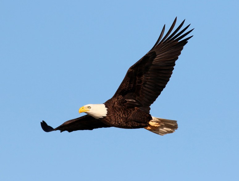 Bald Eagle Flight Across the Marsh