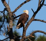 Bald Eagle Jumps Off From Pine&nbsp;Tree