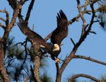 Bald Eagle Jumps Off From Pine&nbsp;Tree