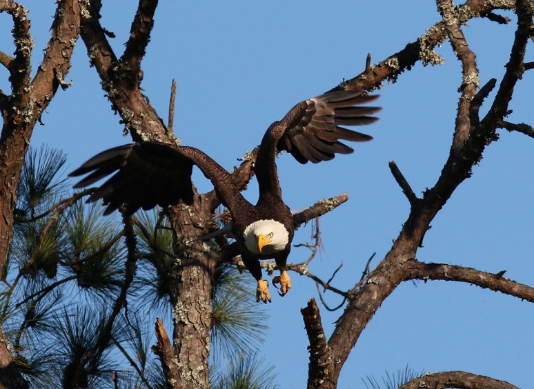 Bald Eagle Jumps Off From Pine Tree